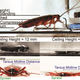 Illustration for article titled Scientists Created a Badass Robotic Roach to Explore Rubble After a Disaster